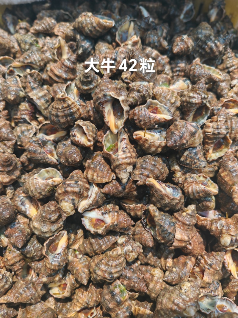 黄牛辣螺