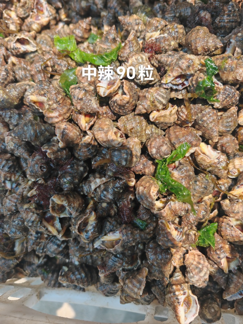 黄牛辣螺