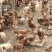 正宗吃稻子散养土鸡