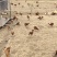 正宗吃稻子散养土鸡