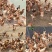 正宗吃稻子散养土鸡