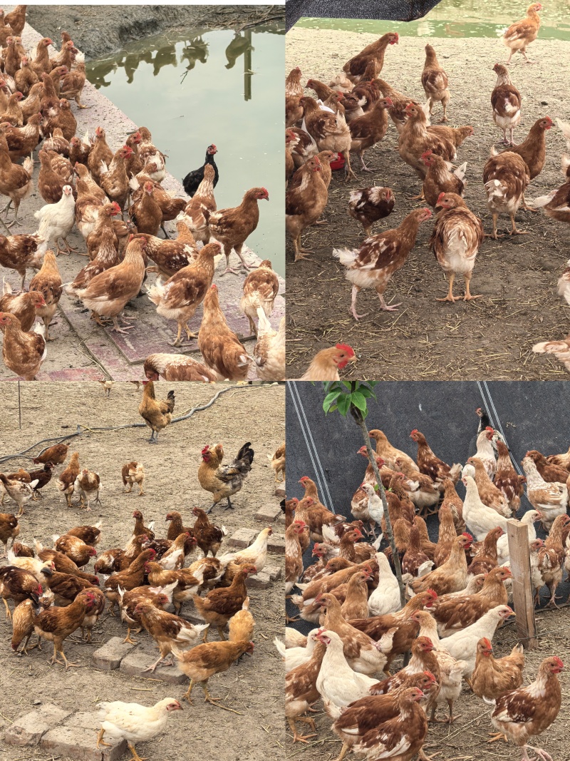 正宗吃稻子散养土鸡