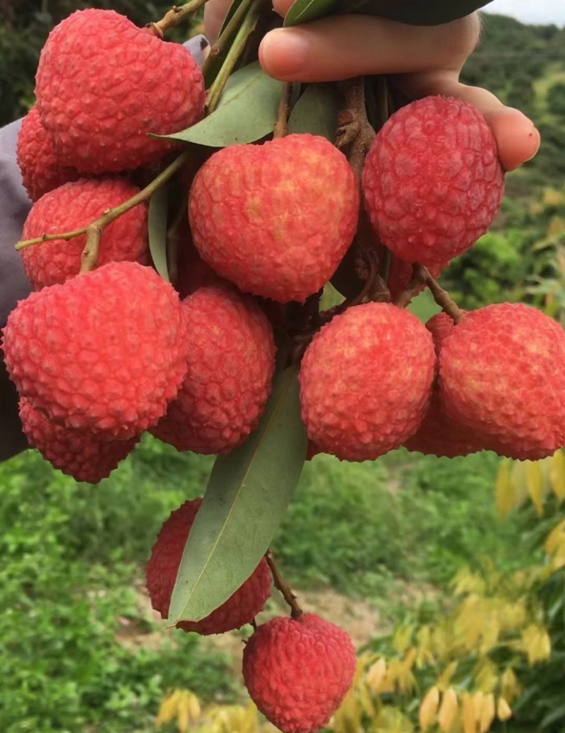 荔枝桂味仙进奉情人荔禾荔等．电商代收代发