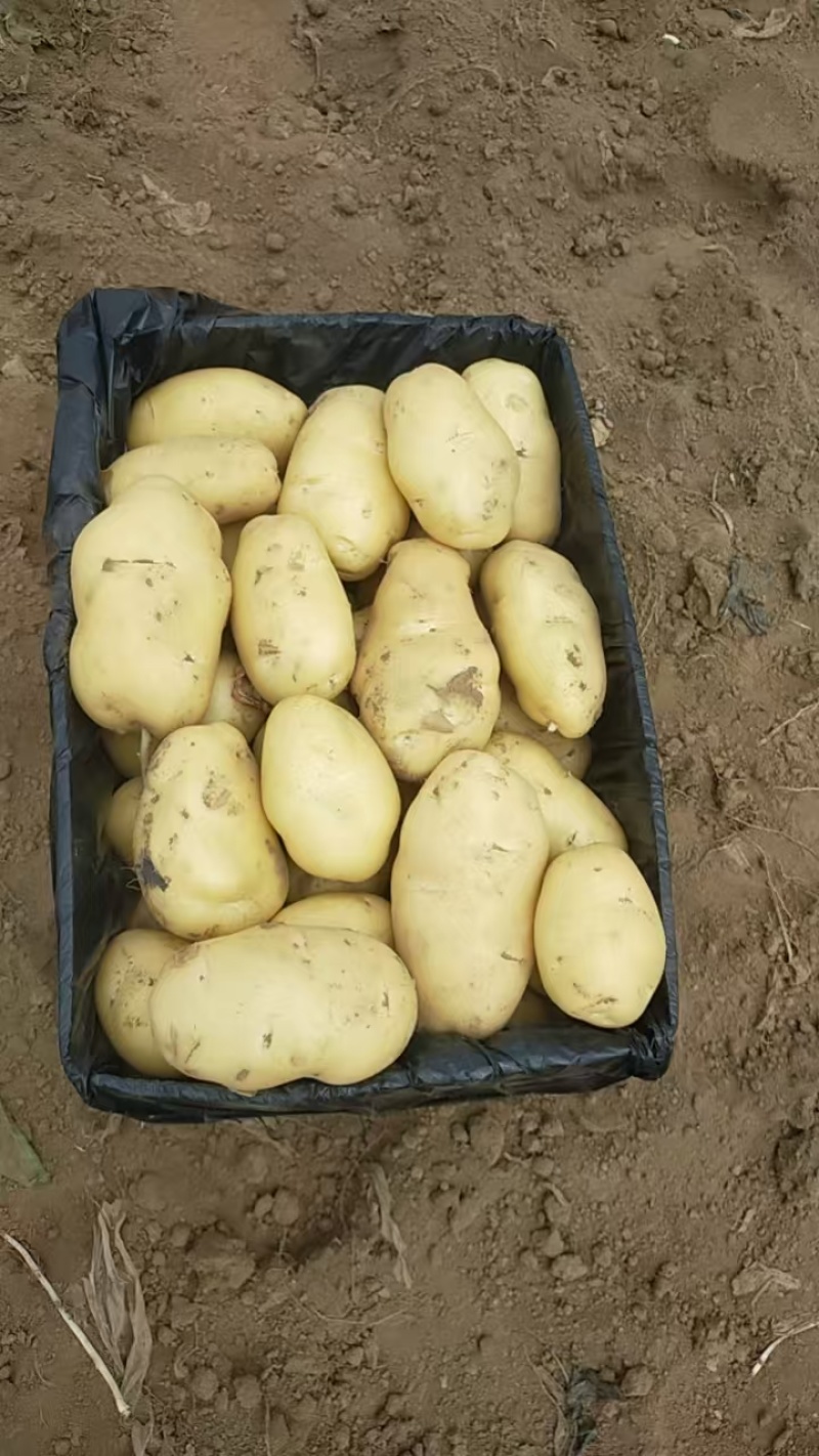 黄心土豆*希森*沃土*v7*荷兰*实验*品种规格齐全