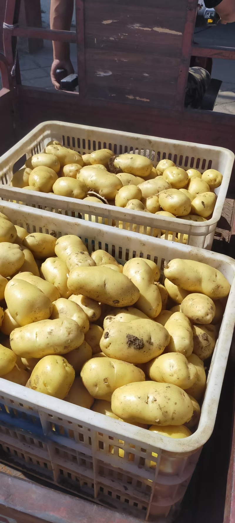 黄心土豆*希森*沃土*v7*荷兰*实验*品种规格齐全