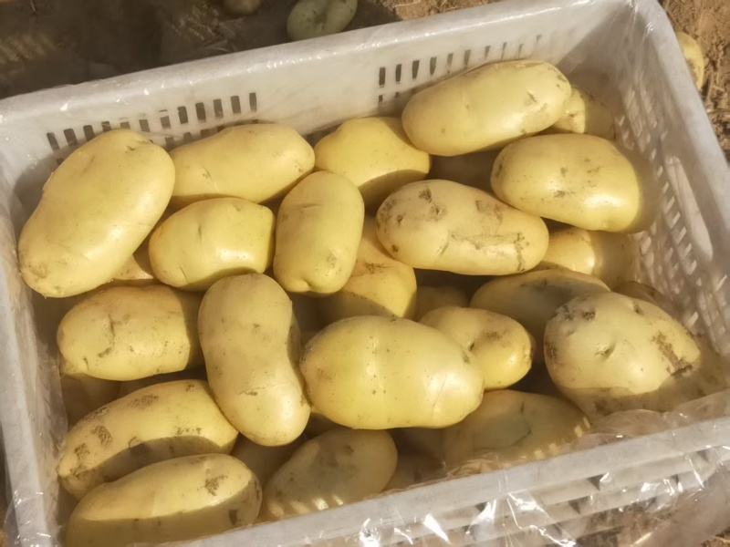 黄心土豆*希森*沃土*v7*荷兰*实验*品种规格齐全