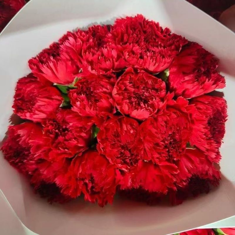 云南康乃馨鲜花花束基地直发鲜切花水培香水插花百合