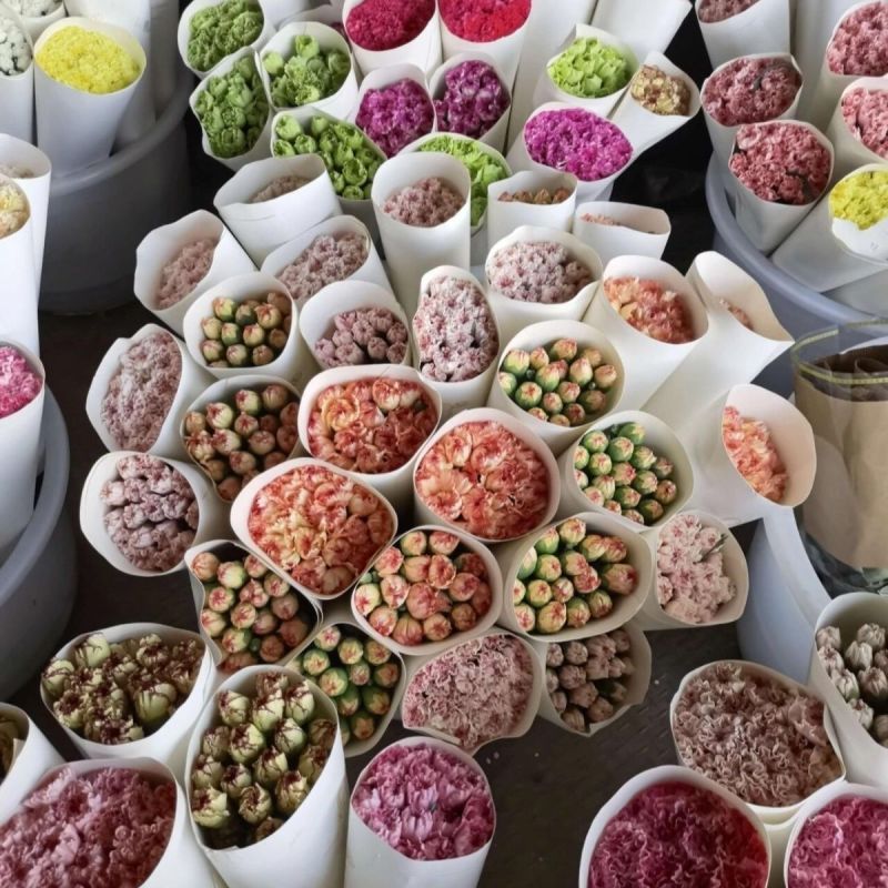云南康乃馨鲜花花束基地直发鲜切花水培香水插花百合