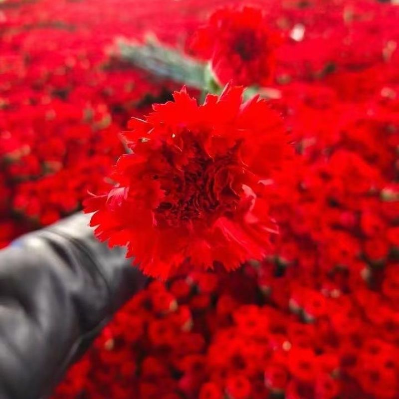 云南康乃馨鲜花花束基地直发鲜切花水培香水插花百合