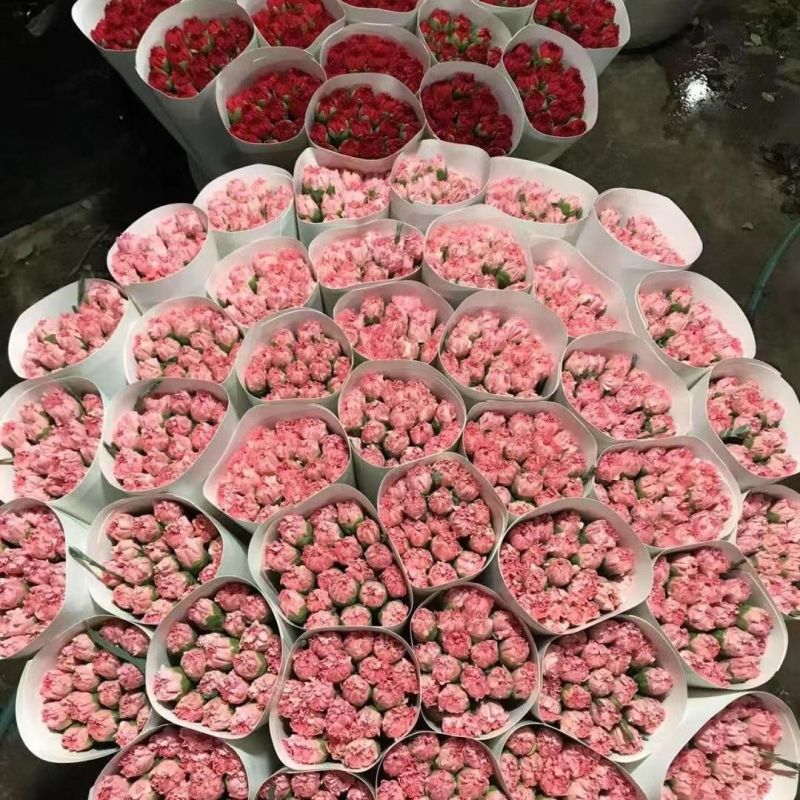 云南康乃馨鲜花花束基地直发鲜切花水培香水插花百合