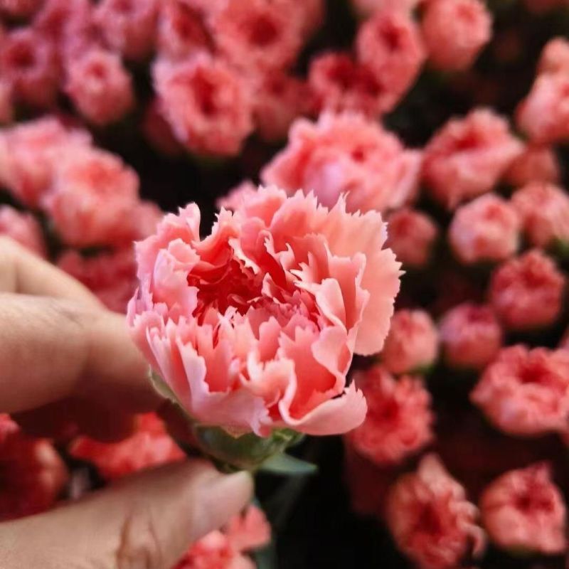 云南康乃馨鲜花花束基地直发鲜切花水培香水插花百合