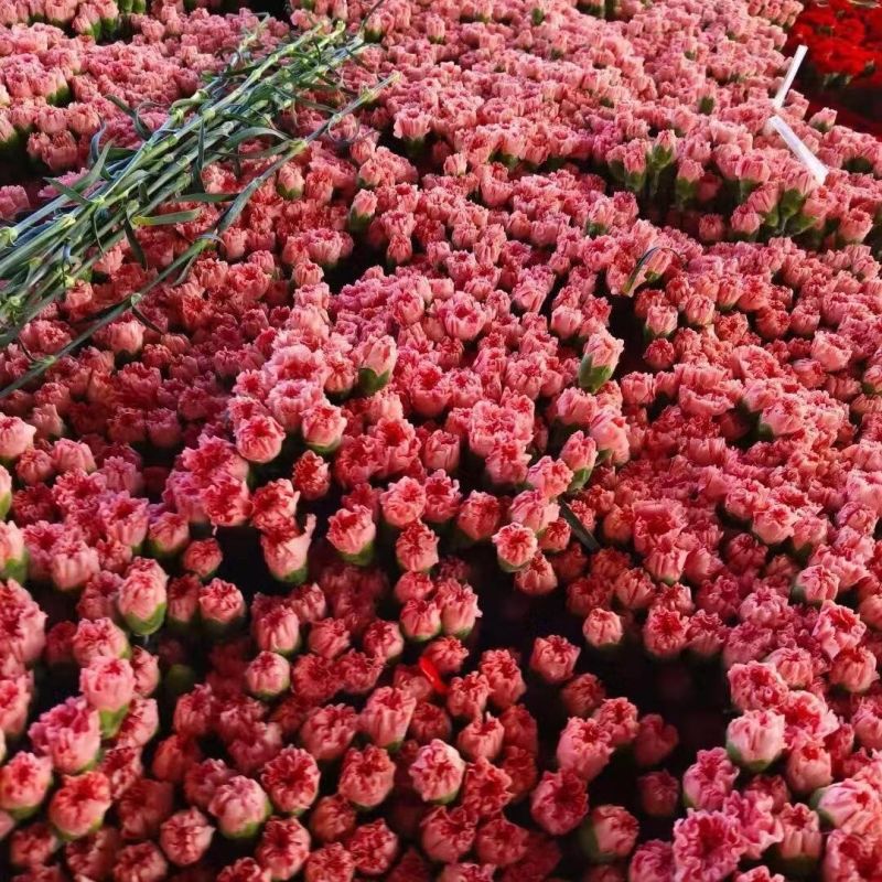 云南康乃馨鲜花花束基地直发鲜切花水培香水插花百合