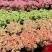 云南康乃馨鲜花花束基地直发鲜切花水培香水插花百合
