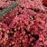 云南康乃馨鲜花花束基地直发鲜切花水培香水插花百合
