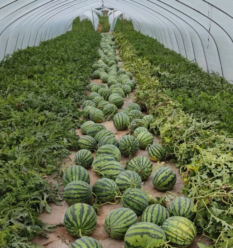 《农户自种》大棚瓜/大棚美都西瓜/重庆西瓜/重庆美都西瓜