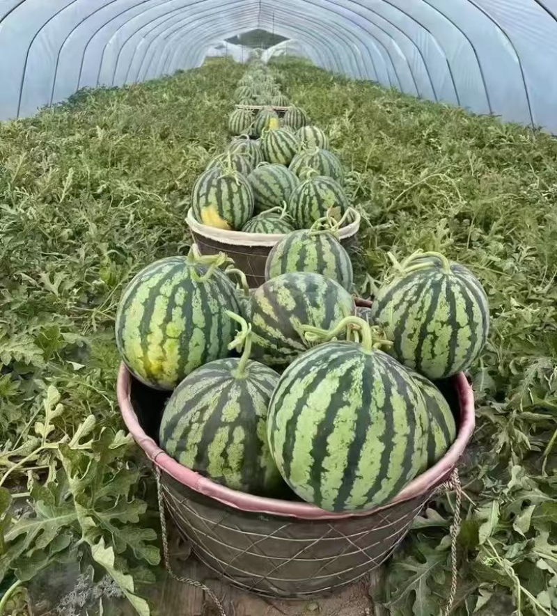 《农户自种》大棚瓜/大棚美都西瓜/重庆西瓜/重庆美都西瓜