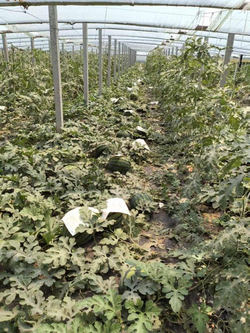 河北精品甜王大量供货产地直发价格优惠欢迎来电洽谈