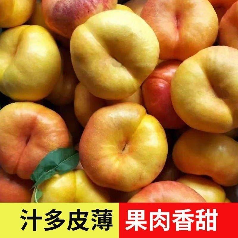 安阳黄蟠桃大量供应，全国发货，品质保证，对接各大批发市场