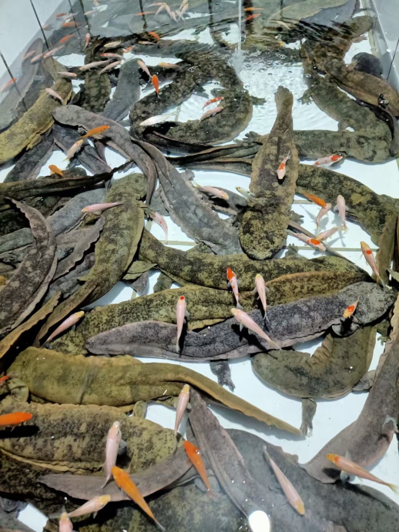 娃娃鱼人工养殖娃娃鱼基地，大量批发人工养殖娃娃鱼大鲵