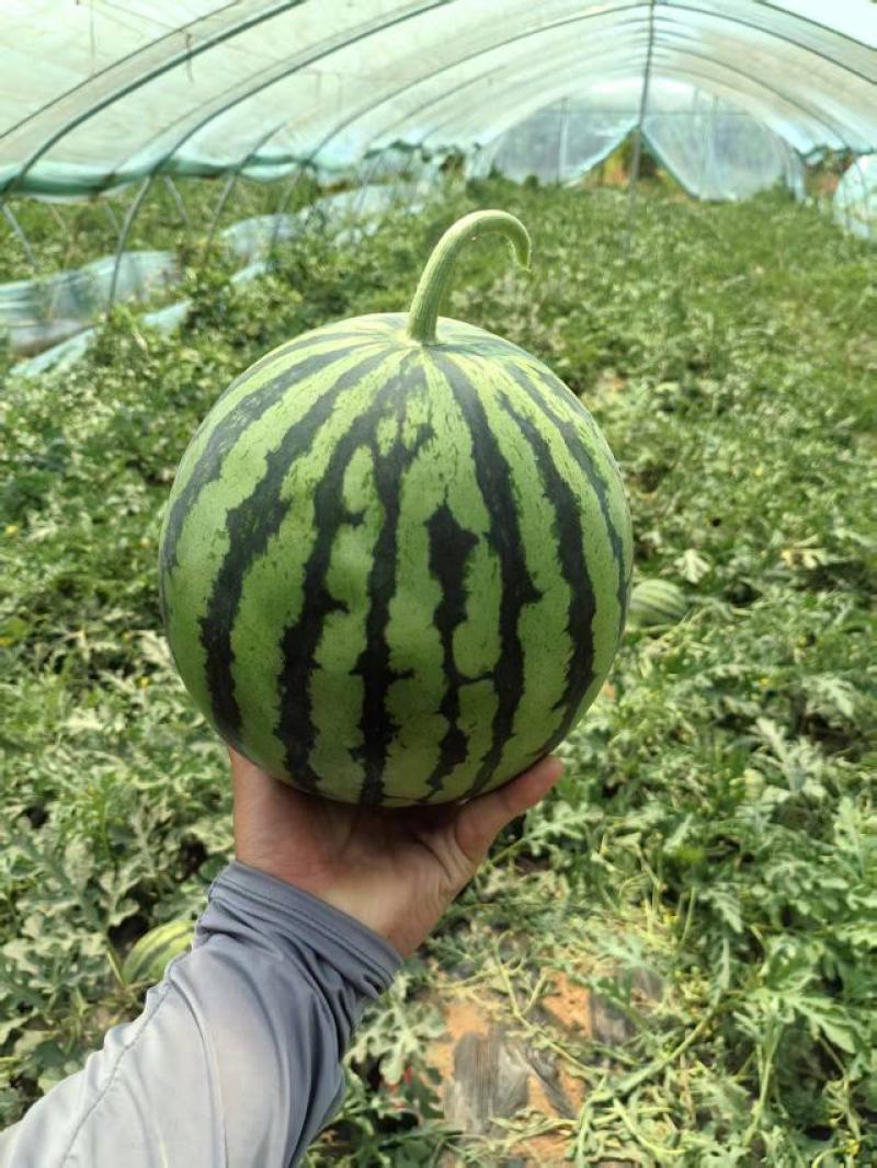 精品美都麒麟西瓜大量供应品质保证支持视频看货量大价优