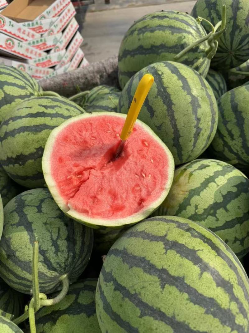精品美都麒麟西瓜大量供应品质保证支持视频看货量大价优