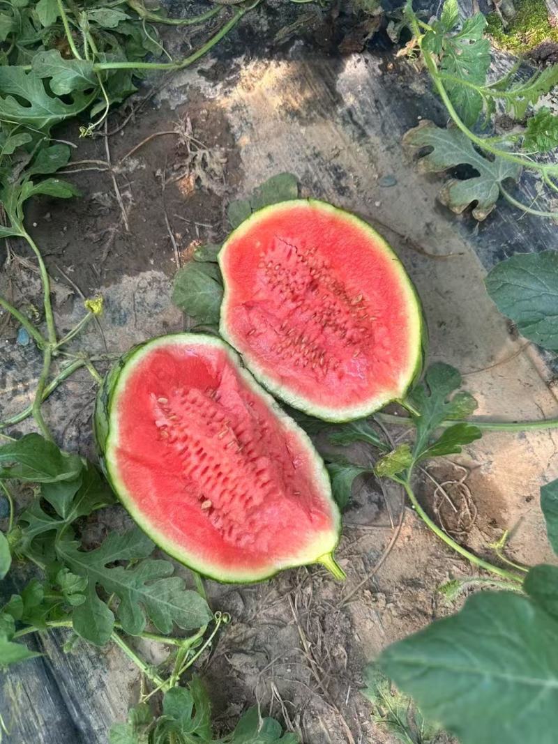 精品美都麒麟西瓜大量供应品质保证支持视频看货量大价优