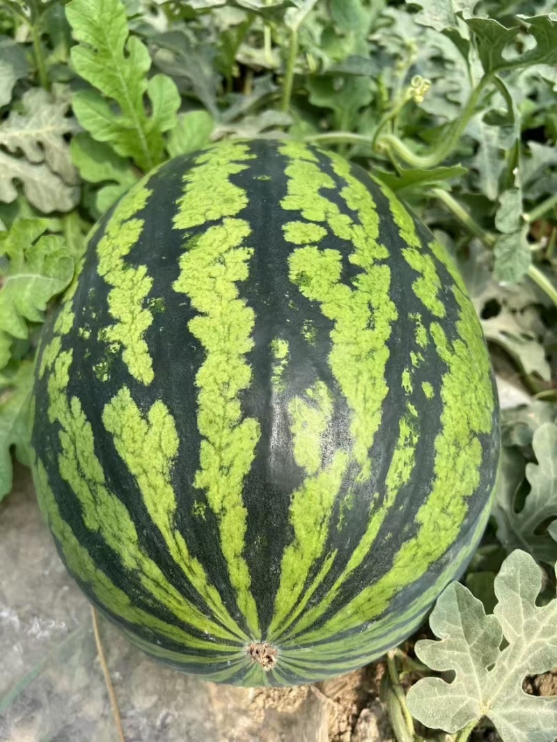 精品陕西甜王西瓜产地直发货源充足，欢迎客商来电咨询