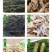 长豆角烘干机大型干豆角烘干房干豆角加工设备干豇豆加工机