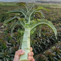 兰州高原夏菜