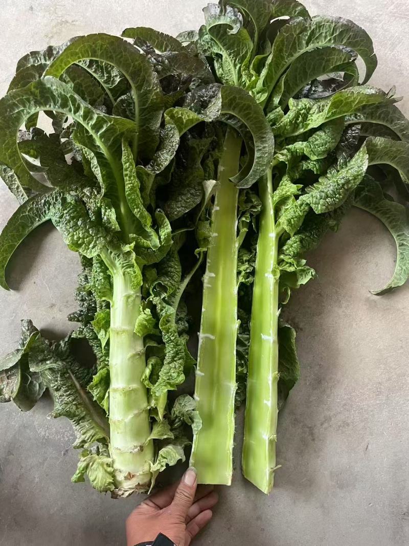 兰州高原夏菜