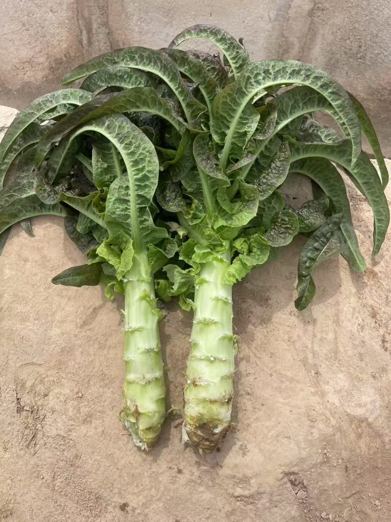 兰州高原夏菜