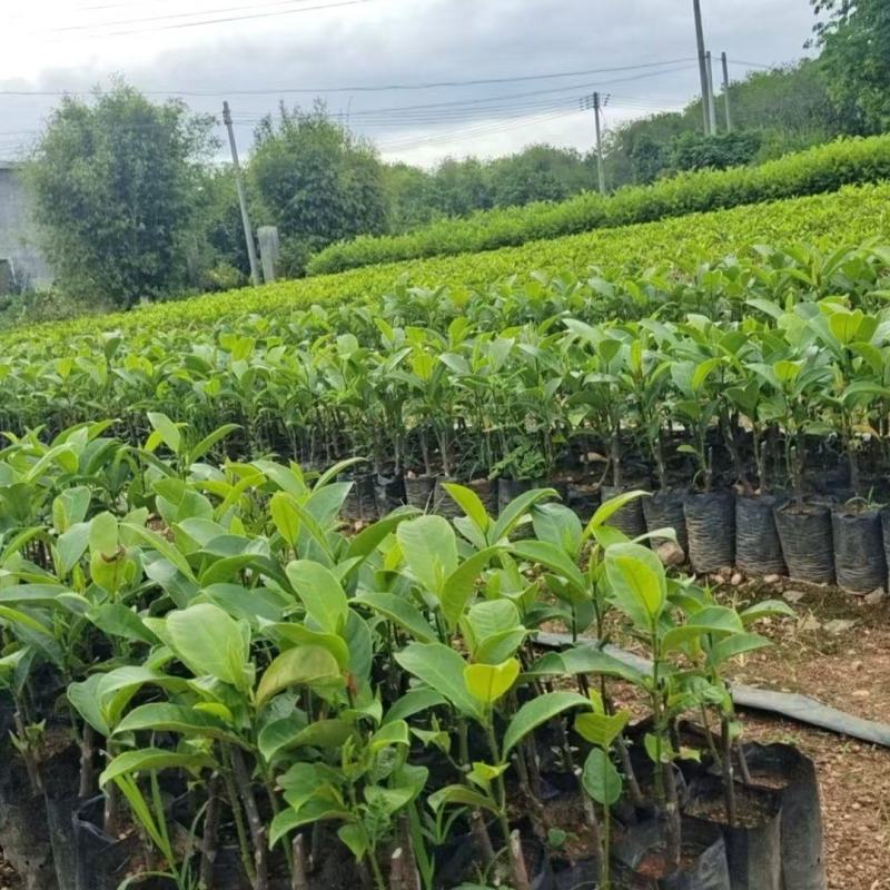 海南榴莲蜜苗，品种多，规格齐全，基地直发，第一手货源。