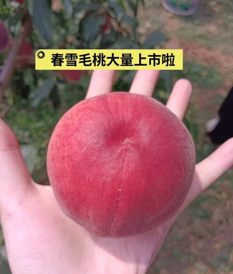 【河北毛桃】春雪桃产地直发货源充足商超品质欢迎咨询