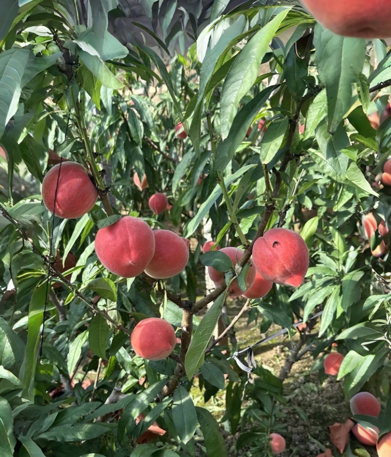 【河北毛桃】春雪桃产地直发货源充足商超品质欢迎咨询
