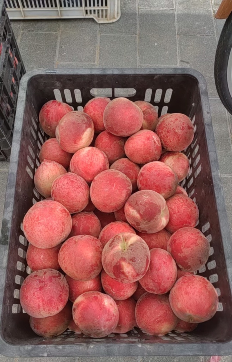 【河北毛桃】春雪桃产地直发货源充足商超品质欢迎咨询