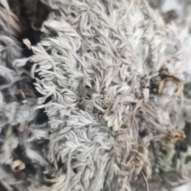 三月份野生头茬嫩芽干茵陈没起苔无黄叶无杆子颜色好价格低
