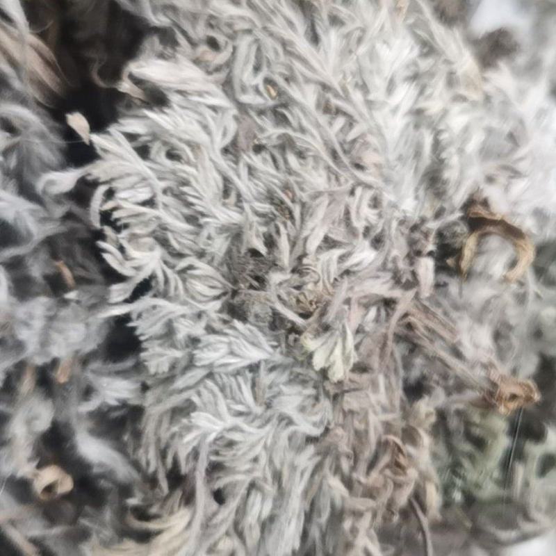 三月份野生头茬嫩芽干茵陈没起苔无黄叶无杆子颜色好价格低
