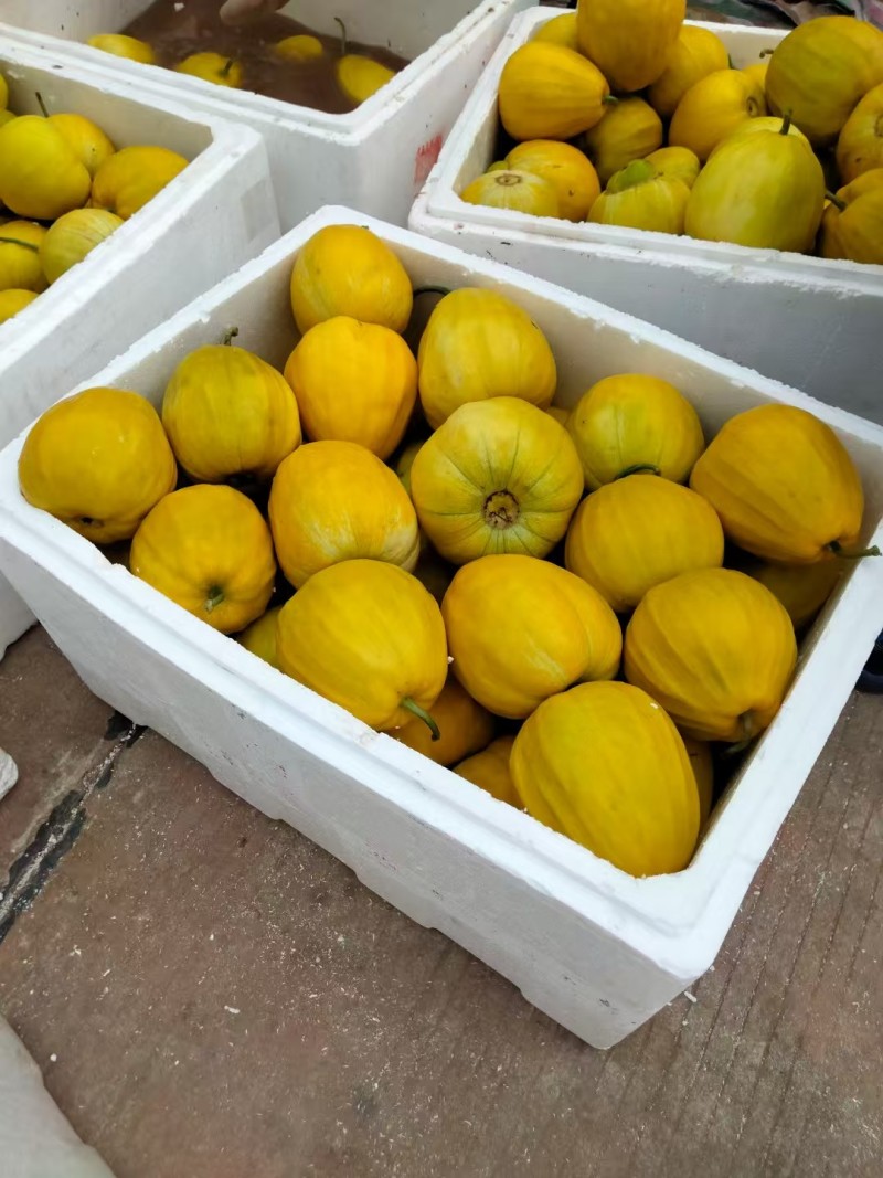 【优质推荐】香瓜丑八怪香瓜大量上市价格美丽欢迎老板咨询