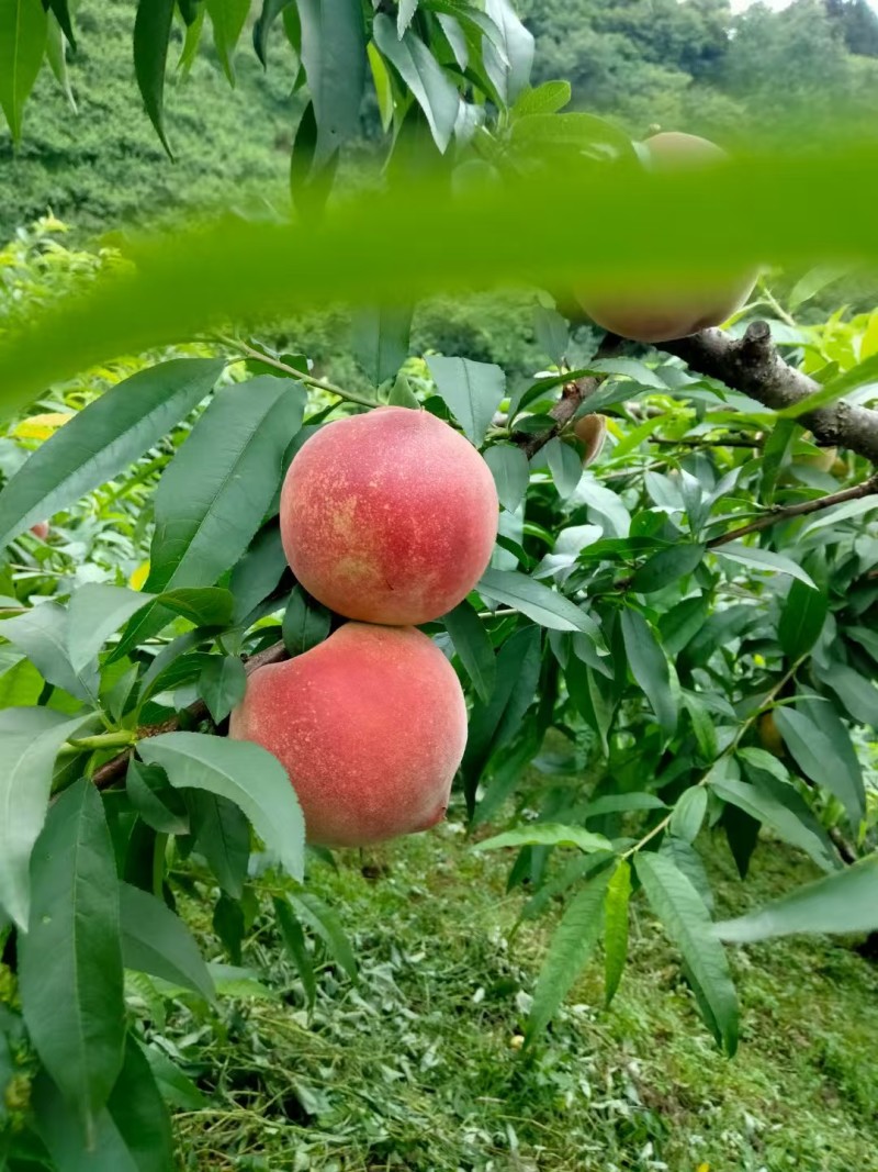 早春红毛桃毛桃可对接市场商超价格美丽可视频看货