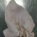一手货源猪耳朵对接全国市场，量大从优，欢迎采购，正在热卖