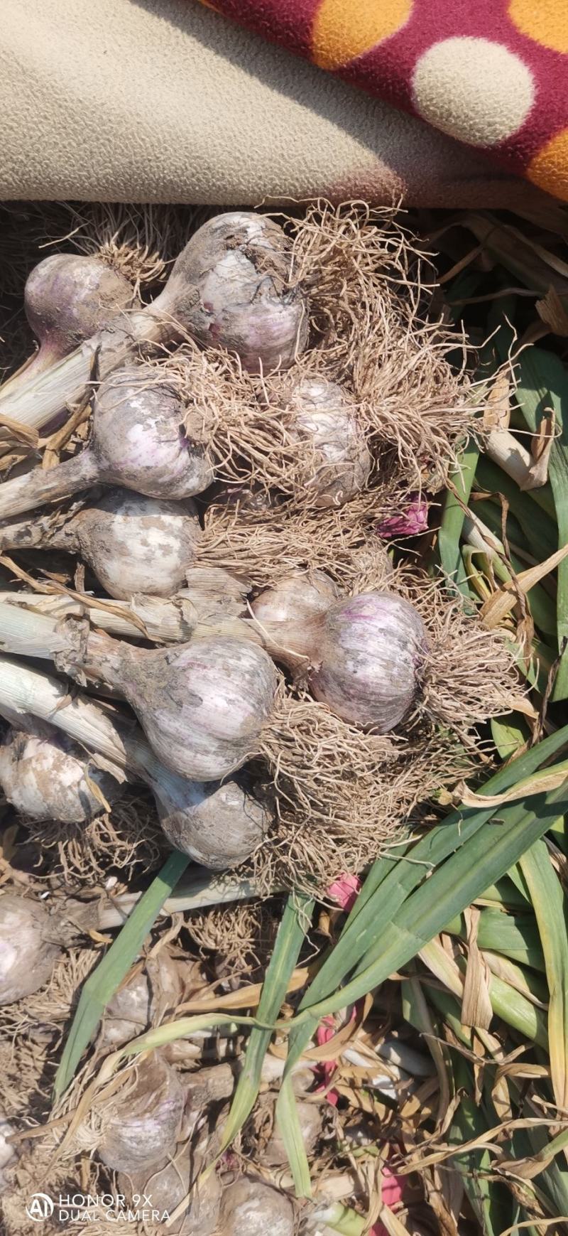 精品河北大蒜紫皮蒜货源充足量大从优可全国发货
