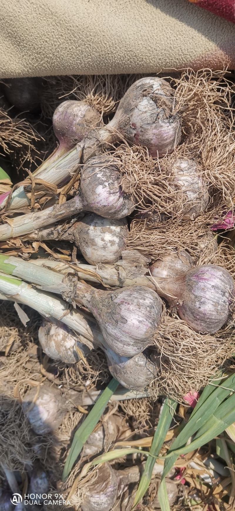 精品河北大蒜紫皮蒜货源充足量大从优可全国发货