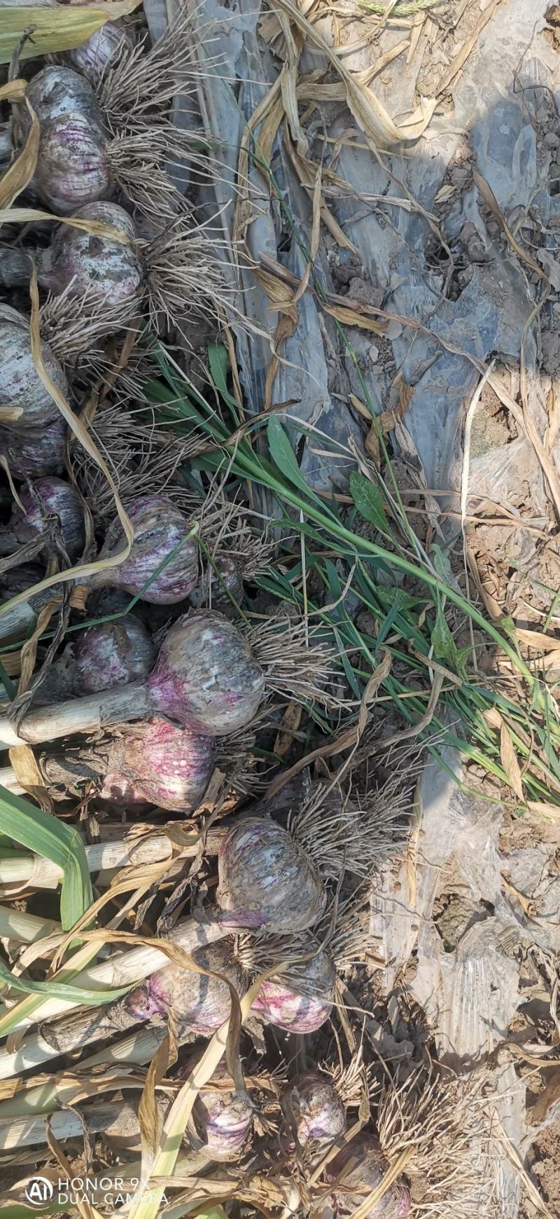 精品河北大蒜紫皮蒜货源充足量大从优可全国发货