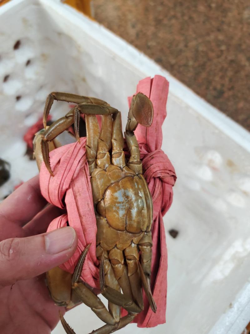 膏蟹