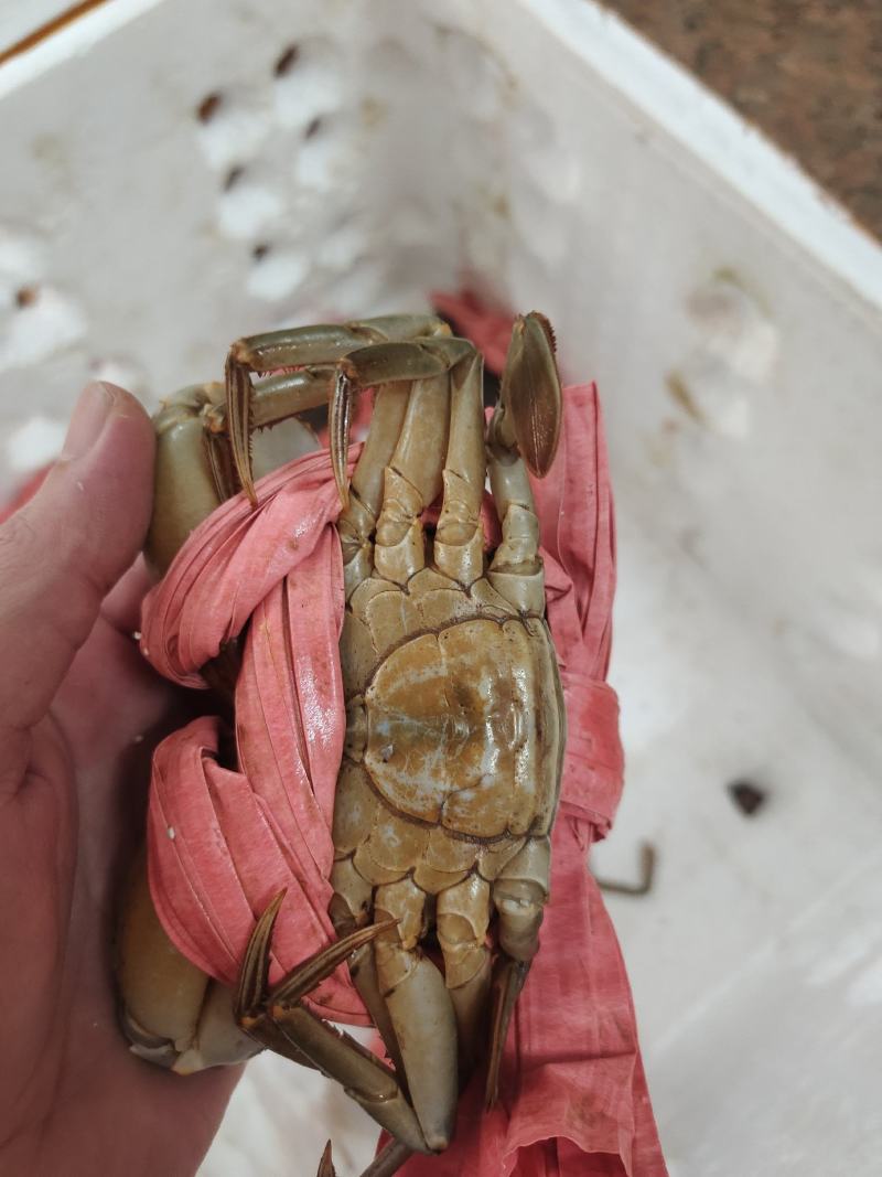 膏蟹