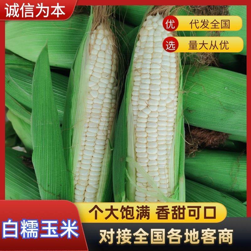 福建白糯玉米