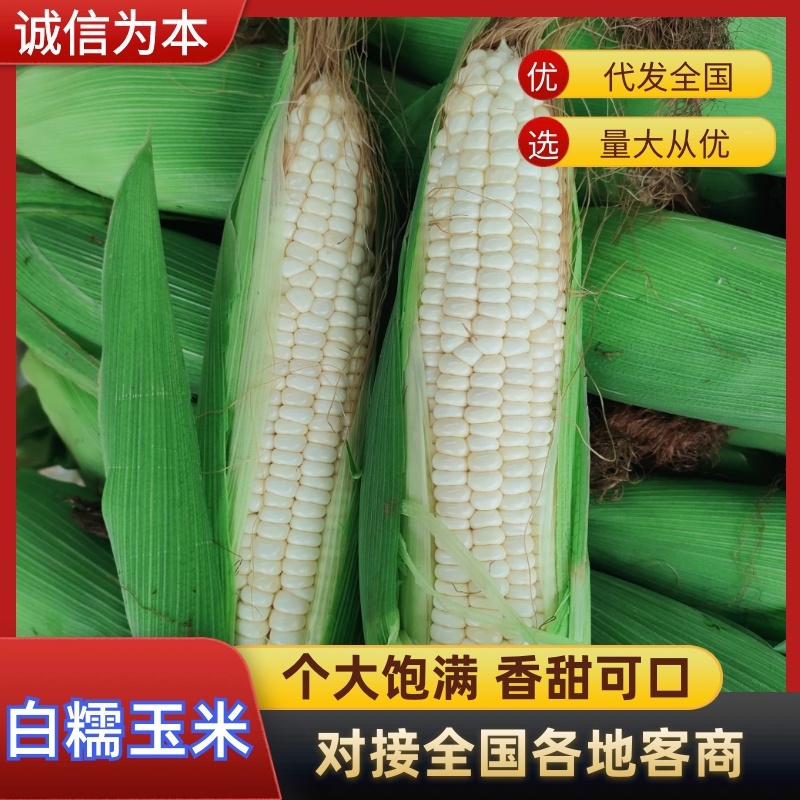 福建白糯玉米