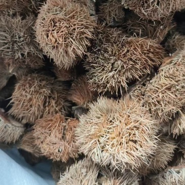 板栗壳干货板栗壳欢迎选购！量大从优！