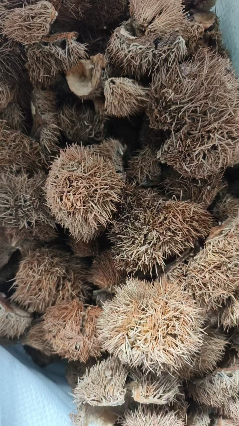板栗壳干货板栗壳欢迎选购！量大从优！