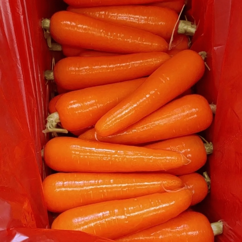 【每日推荐】河南三红胡萝卜大量上市产地直发品质保障可视频